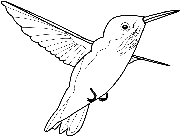 imagini de colorat pasare colibri